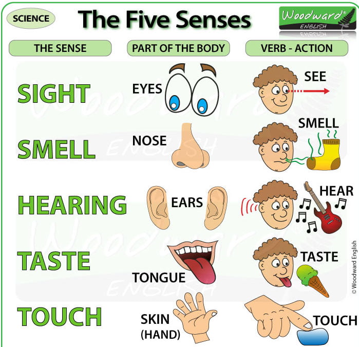 Foundation Level (week 8) 27 five senses english